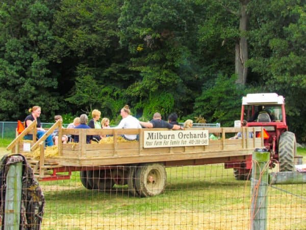 fall festival weekend hayride at Milburrn Orchards, Cecil County