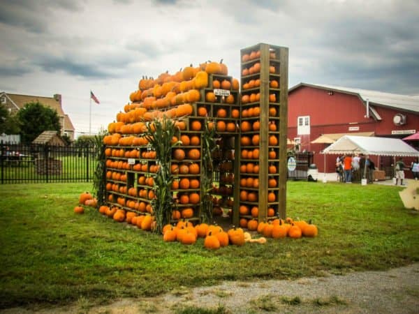 Fall Festival Weekend at Milburn Orchards, Cecil County, MD