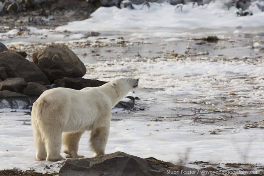 Polar bear Hudson Bay