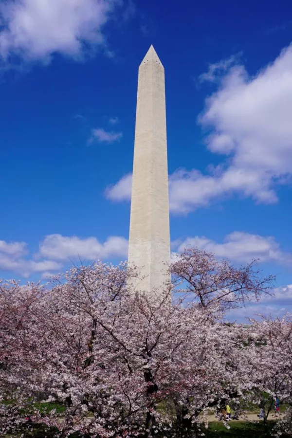 Washington Monument and cherry trees