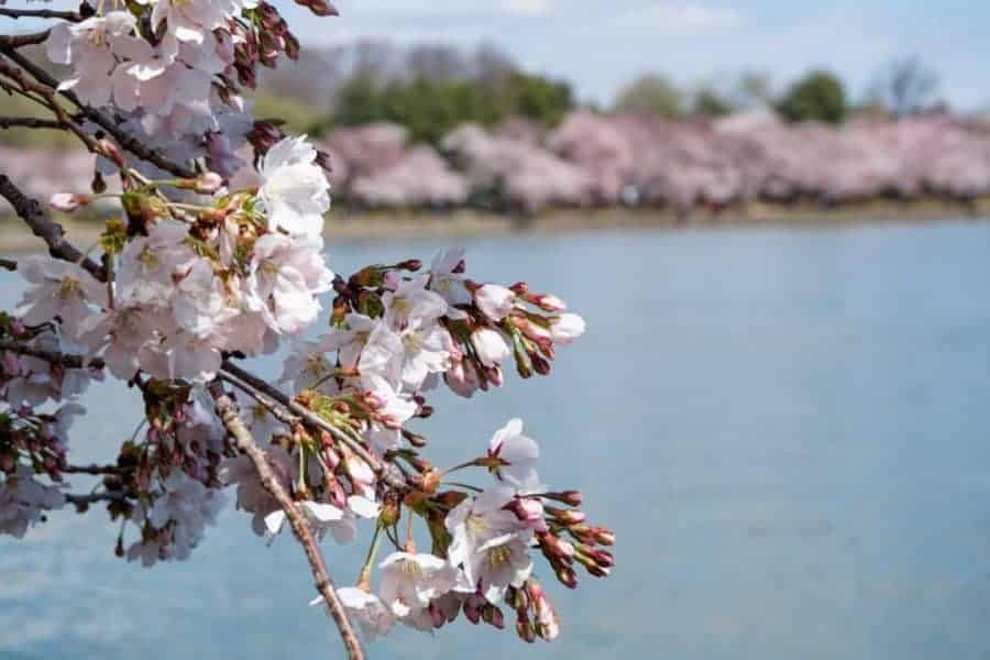 Peak Cherry Blossom season at the Tidal Basin in Washington DC
