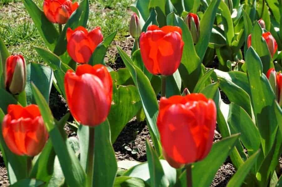 Red Tulips