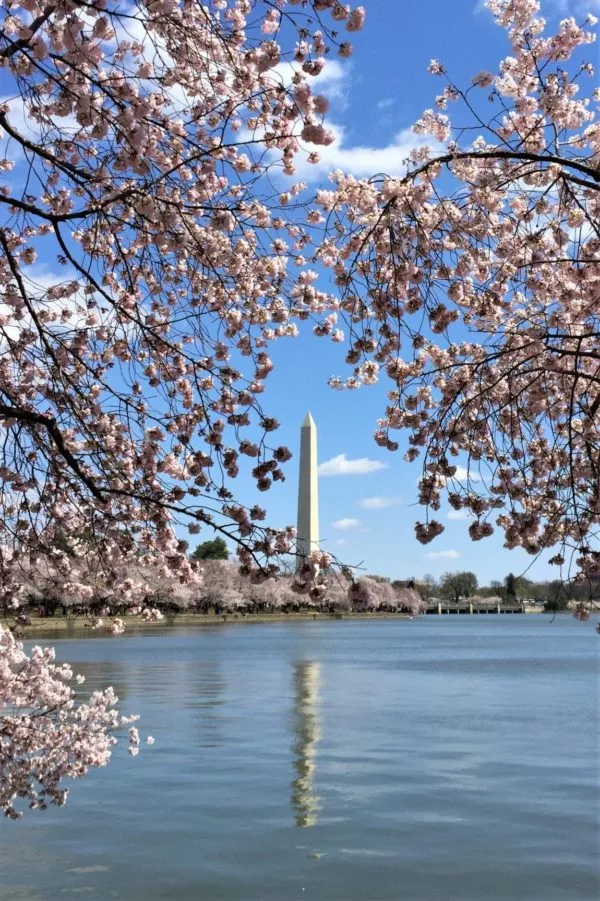 Washington monument reflecting on tidal basin