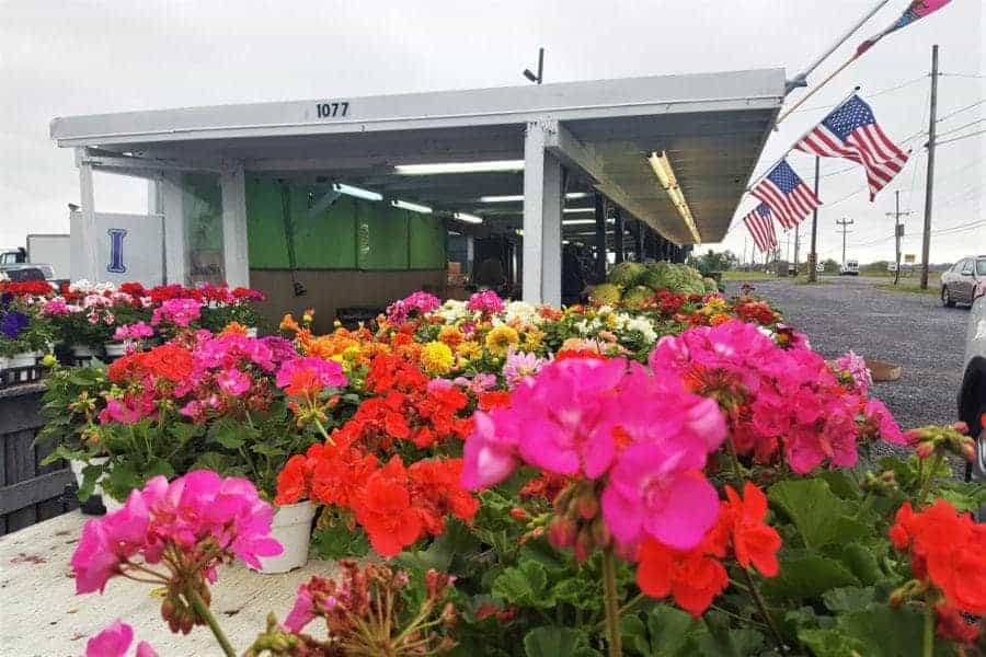 flowers outside a NJ roadside farm stand