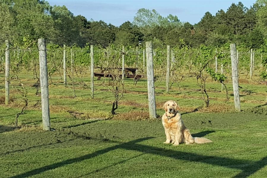Dog at NJ Winery