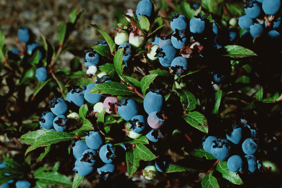 blueberries