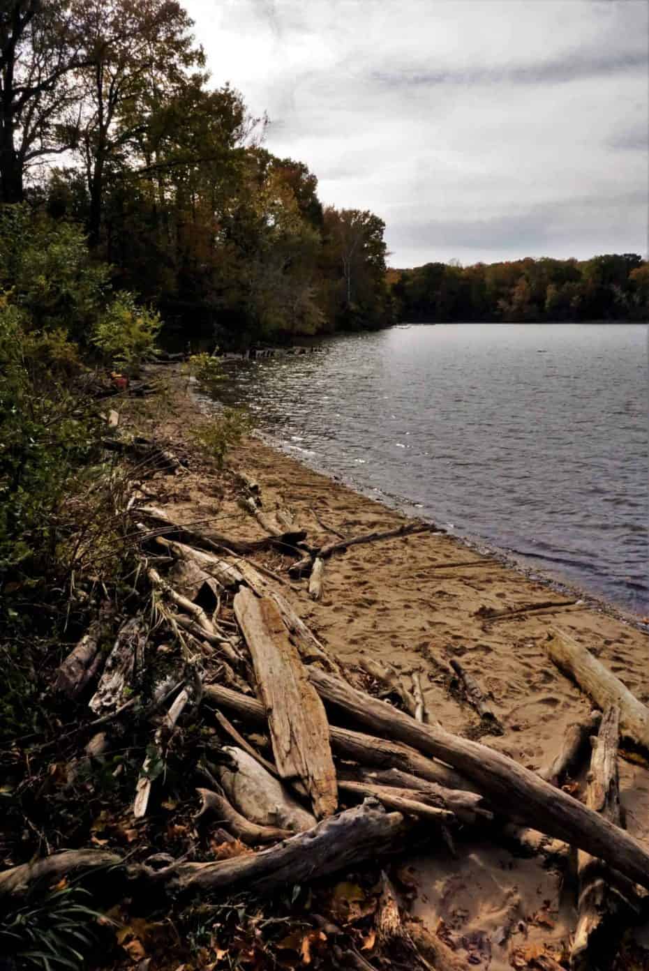 Driftwood on the shores of Mallows Bay