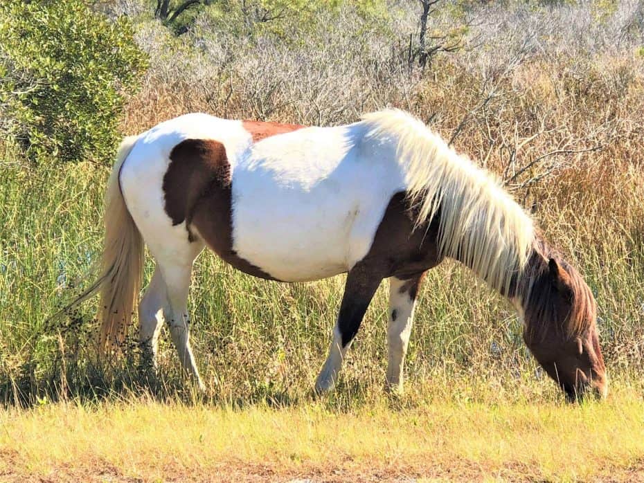 Assateague MD Wild hourse