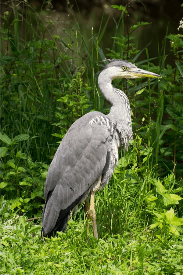 Heron Wildlife management area