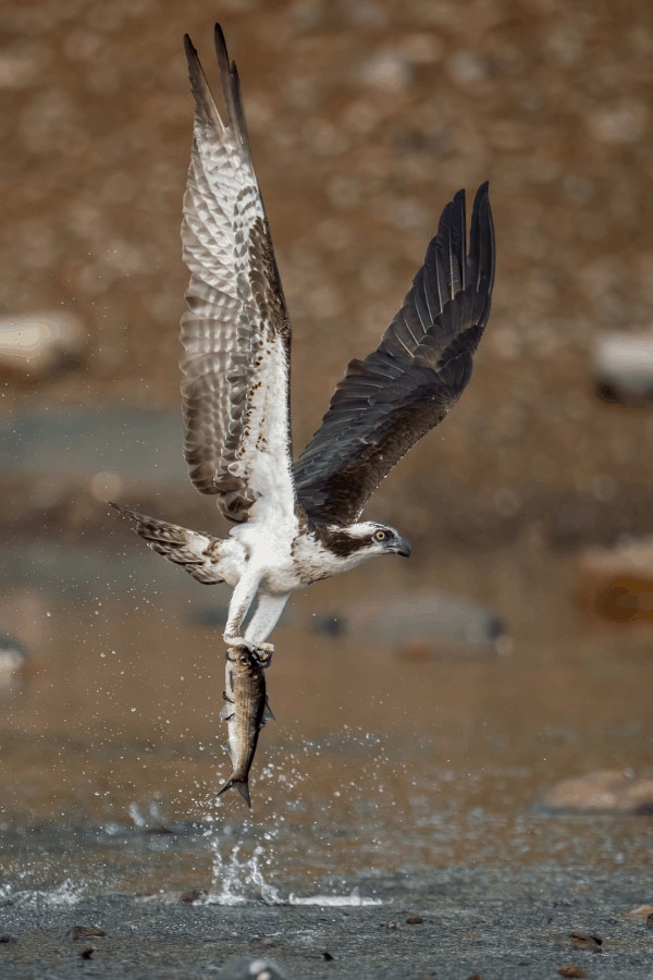 Hawk catching a fish