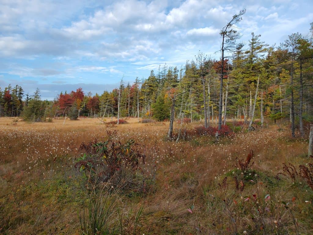 Spruce Flat Bog