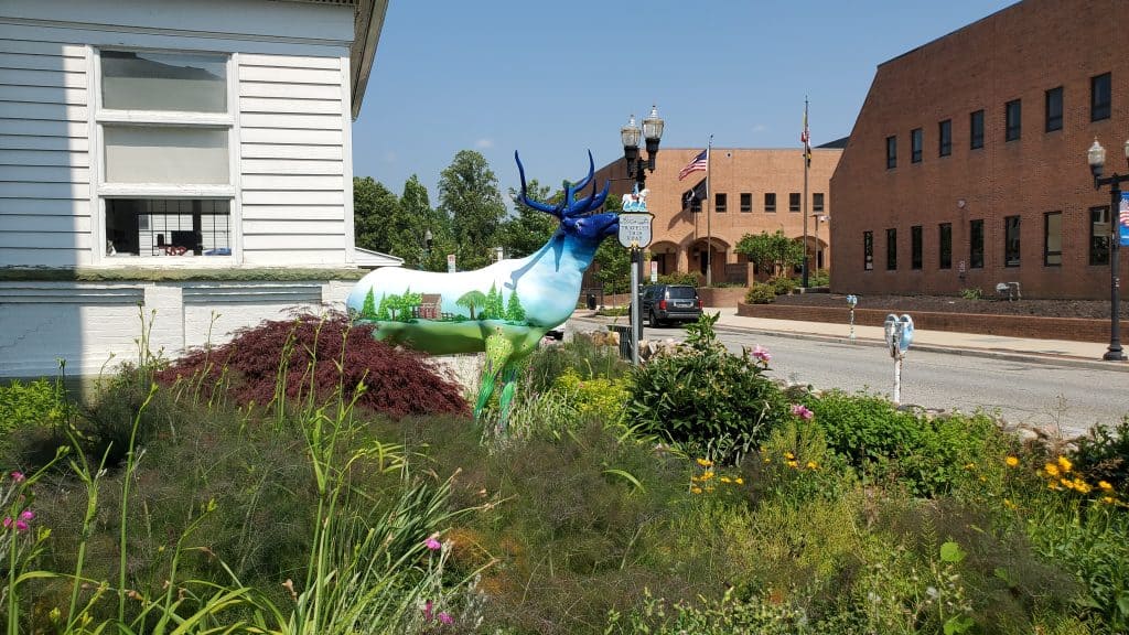 Elkton Painted Elk, CCAA