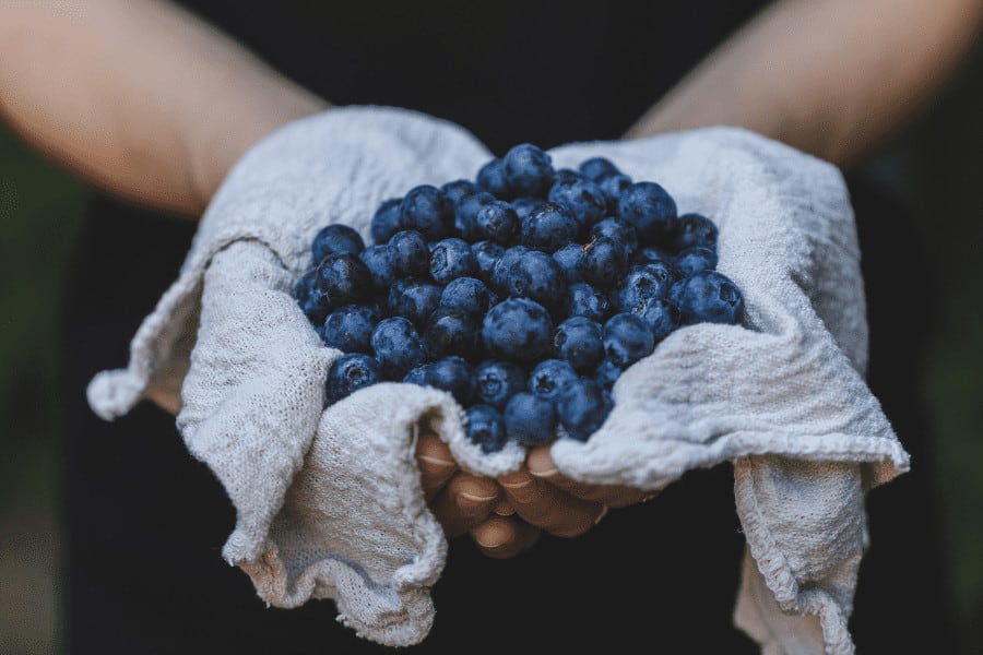 Hammonton Blueberries