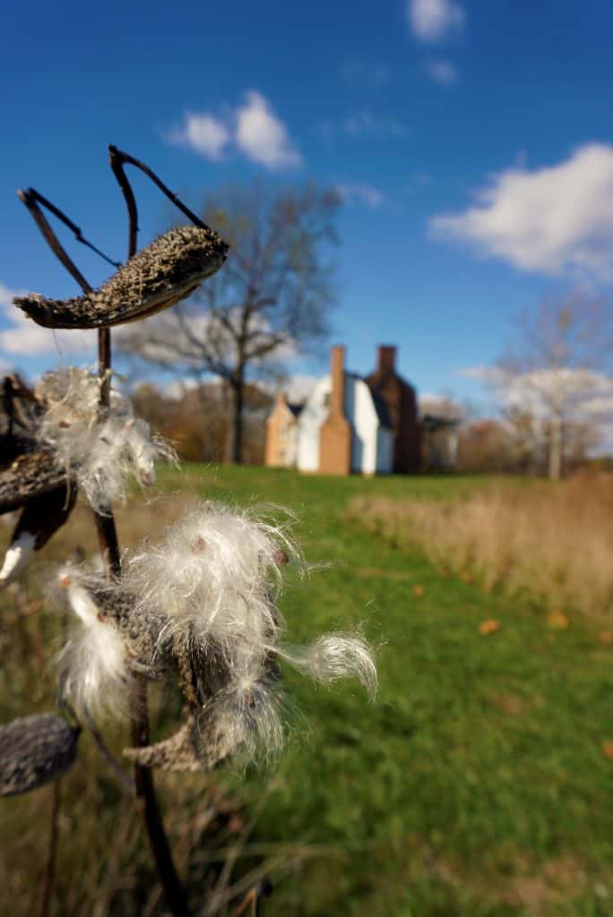 Milkweed pod