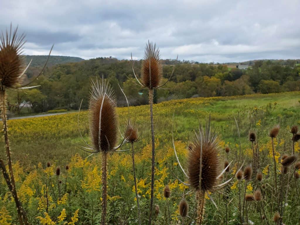 Thistles in a field near the Johnstown Flood Memorial