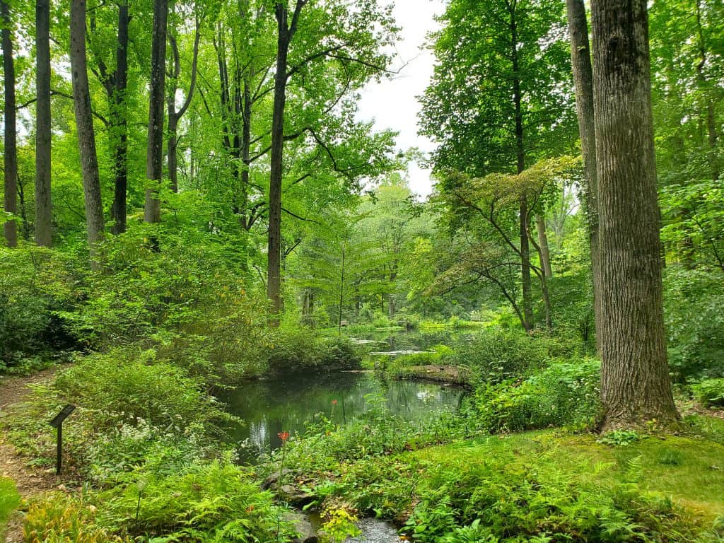 Tall oaks and Poplar trees surround a small pond at Mt Cuba
