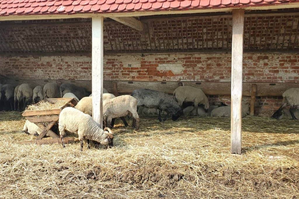Sheep at the Mount Vernon Farm