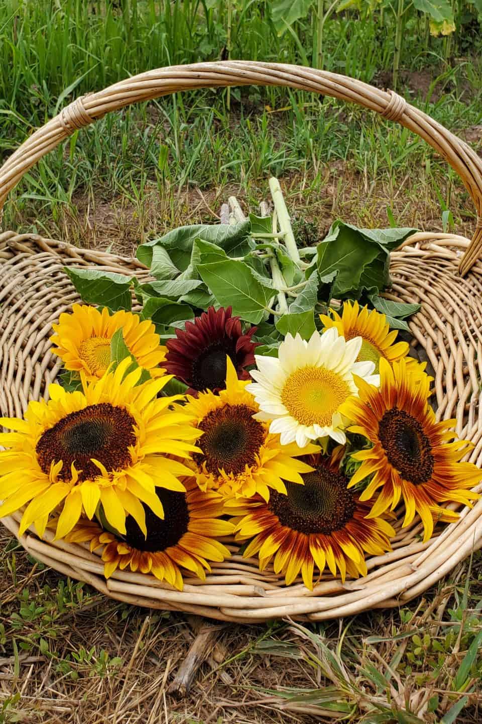 Sunflowers in a basket at Burnside Farms