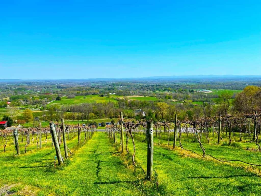 Hillside of grape vines in early spring 