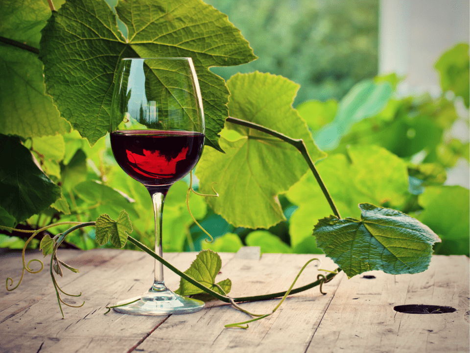glass of red wine among grape leaves 