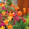Colorful Tulips in Chestnut Hill PA