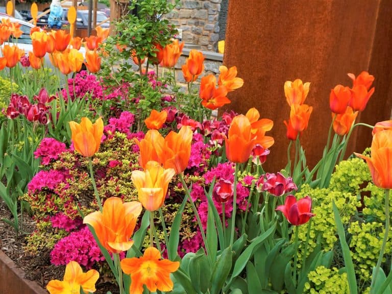 Colorful Tulips in Chestnut Hill PA