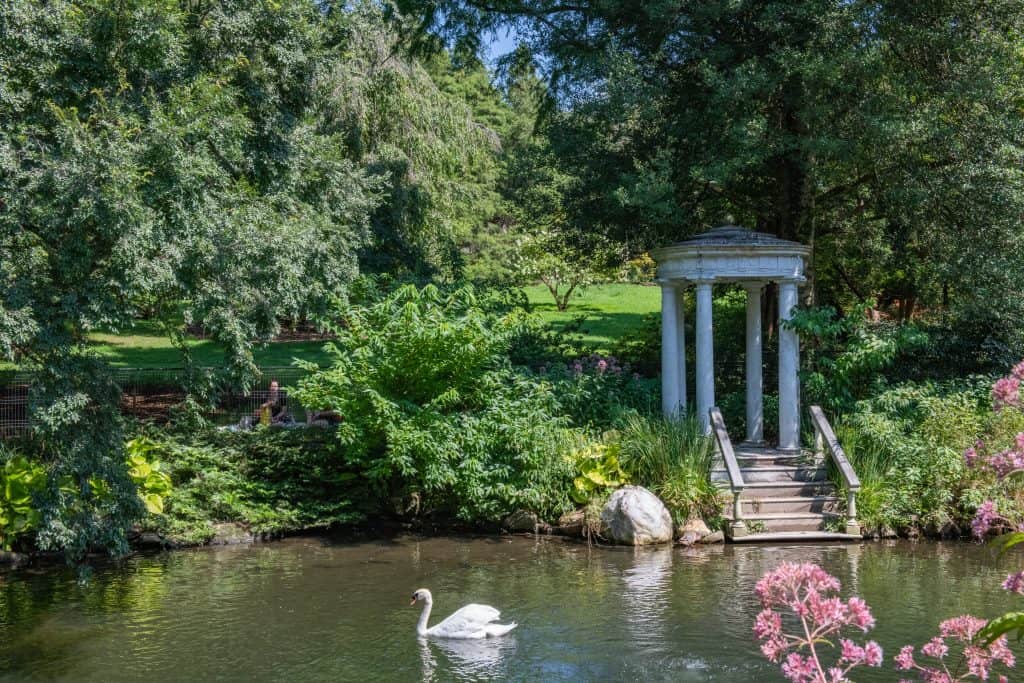 swan on lake at Morris Arboretum in Chestnut Hill PA