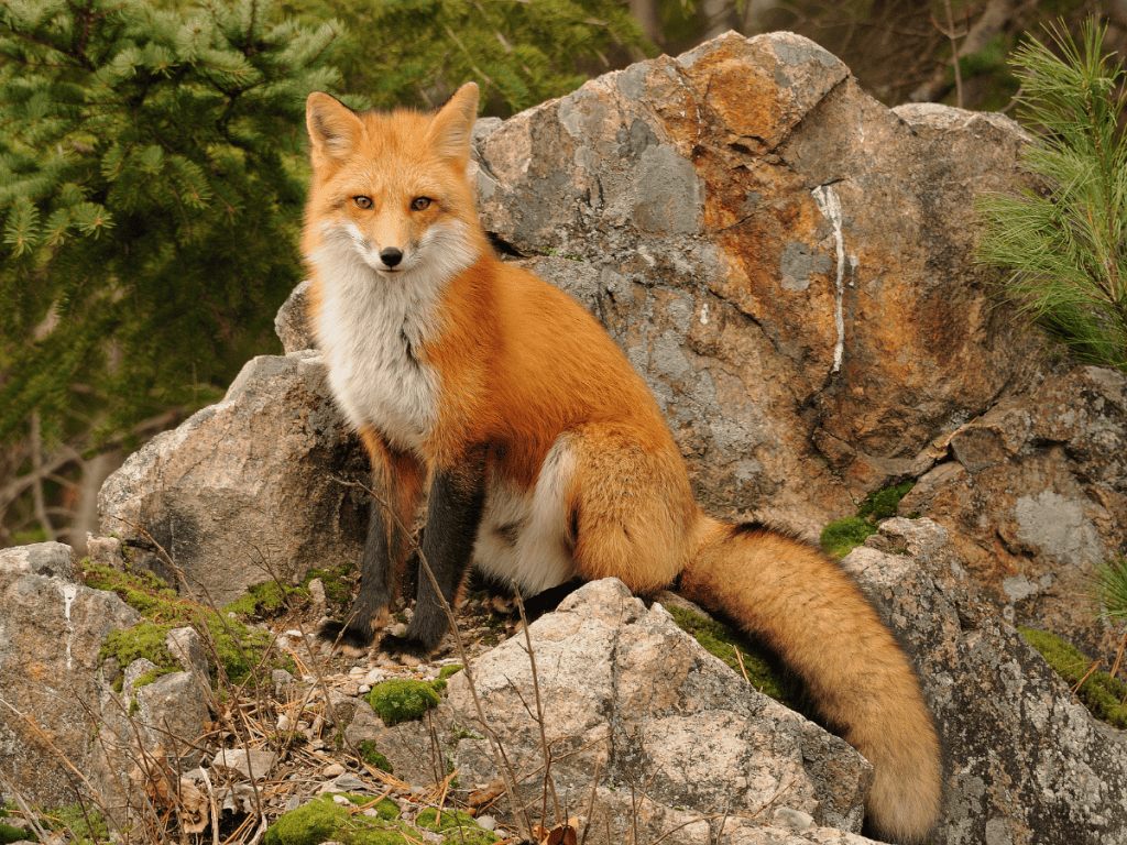 Red Fox