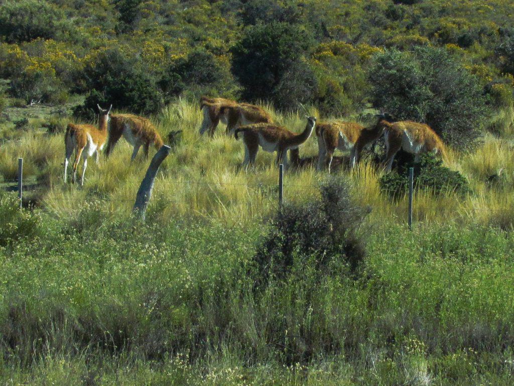 Gaunaca in a field near Puerto Piramides