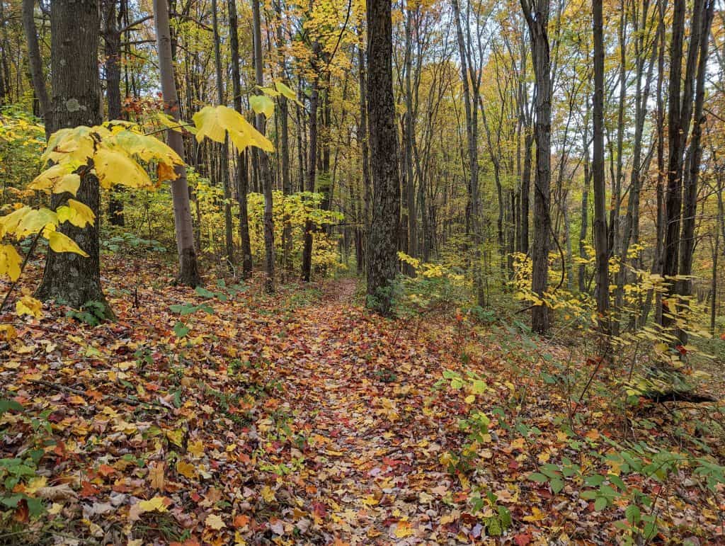 Bike Trail at Allegrippis covered in colorful autumn leaves