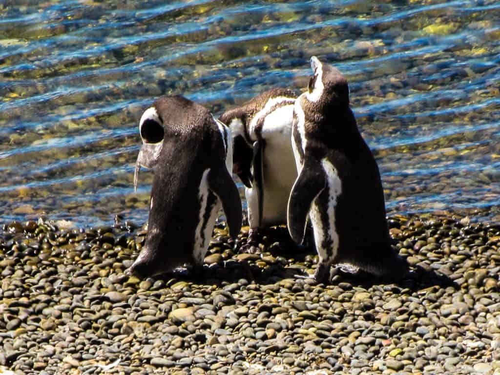 Penguins