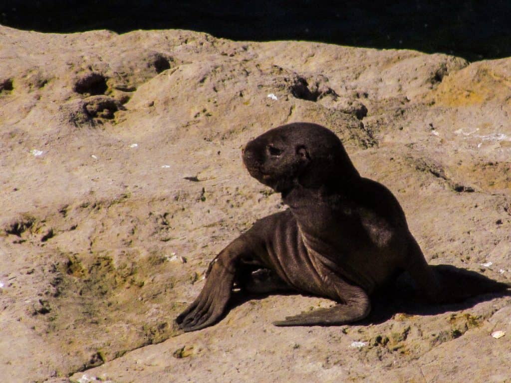 Baby sea lion on a rock in Puerta Madre