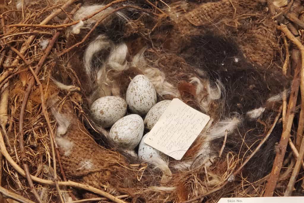 Nest and eggs part of the collection at the Delaware Museum of Nature and Science