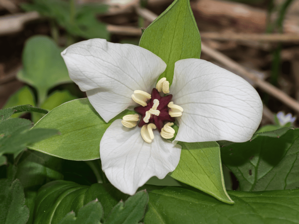 Trillium