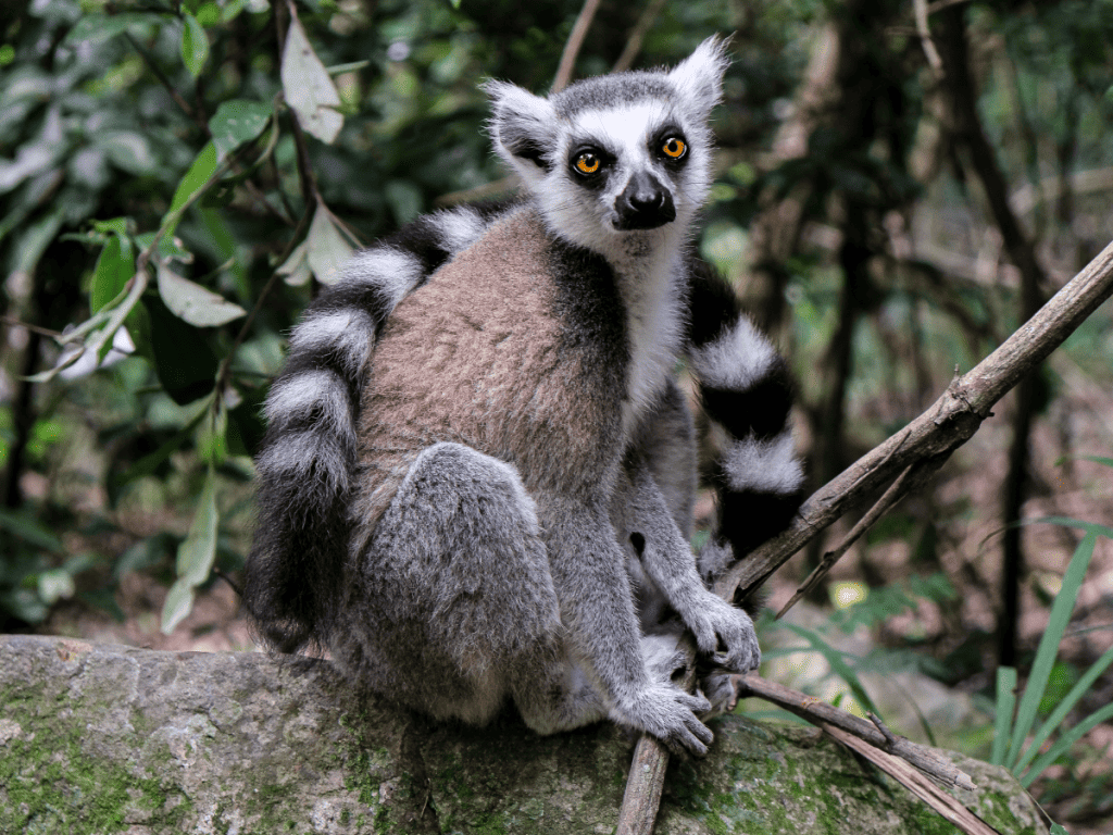 Lemur, Brandywine Zoo