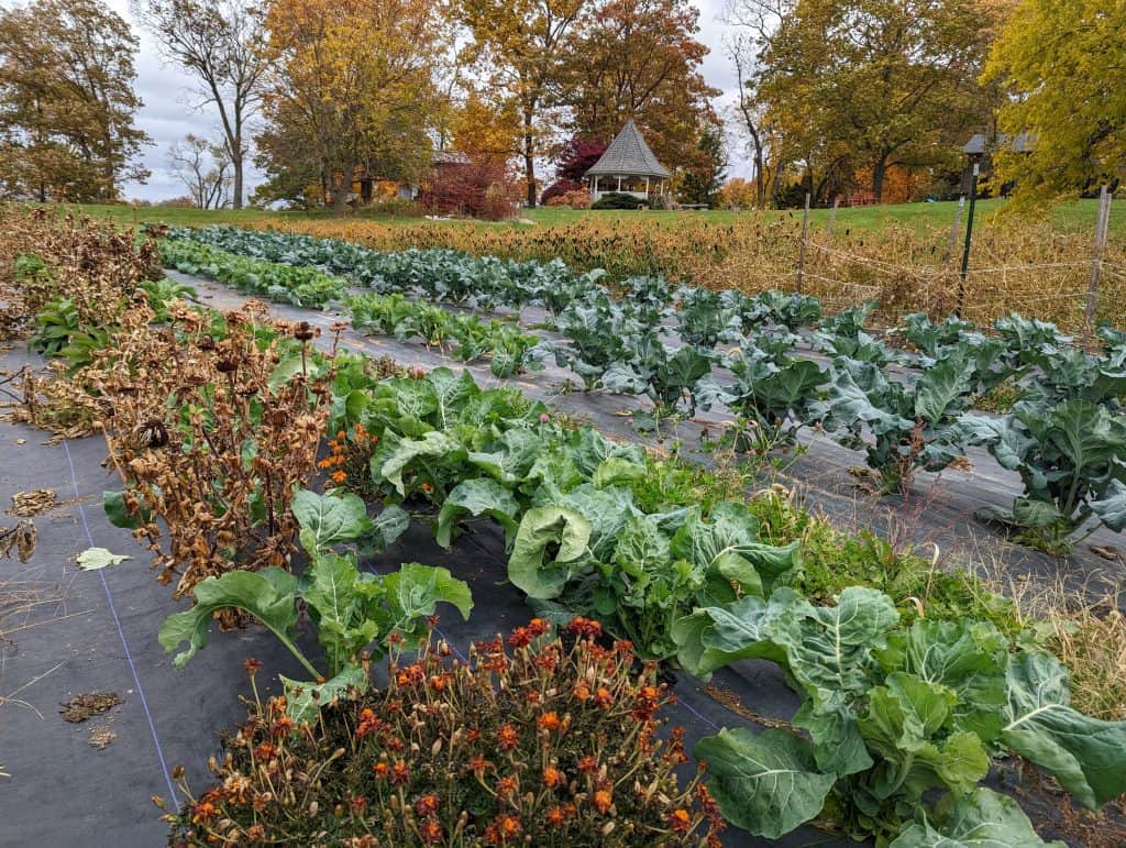 Winter crops at RE Farm Cafe