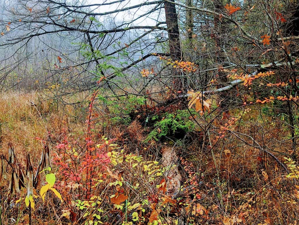 A foggy day at Bear Meadows Natural Area (Bear Meadows Bog)