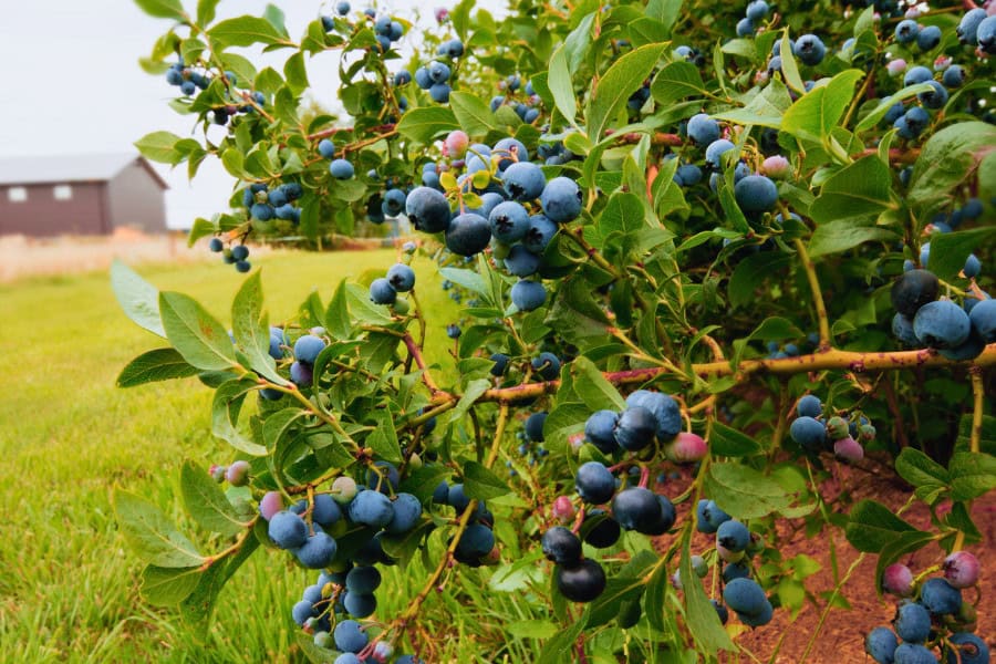 Blueberry bushes
