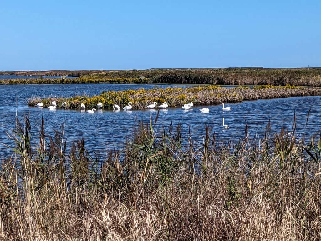 Snow Geese at Edwin B. Forsythe Wildlife Refuge