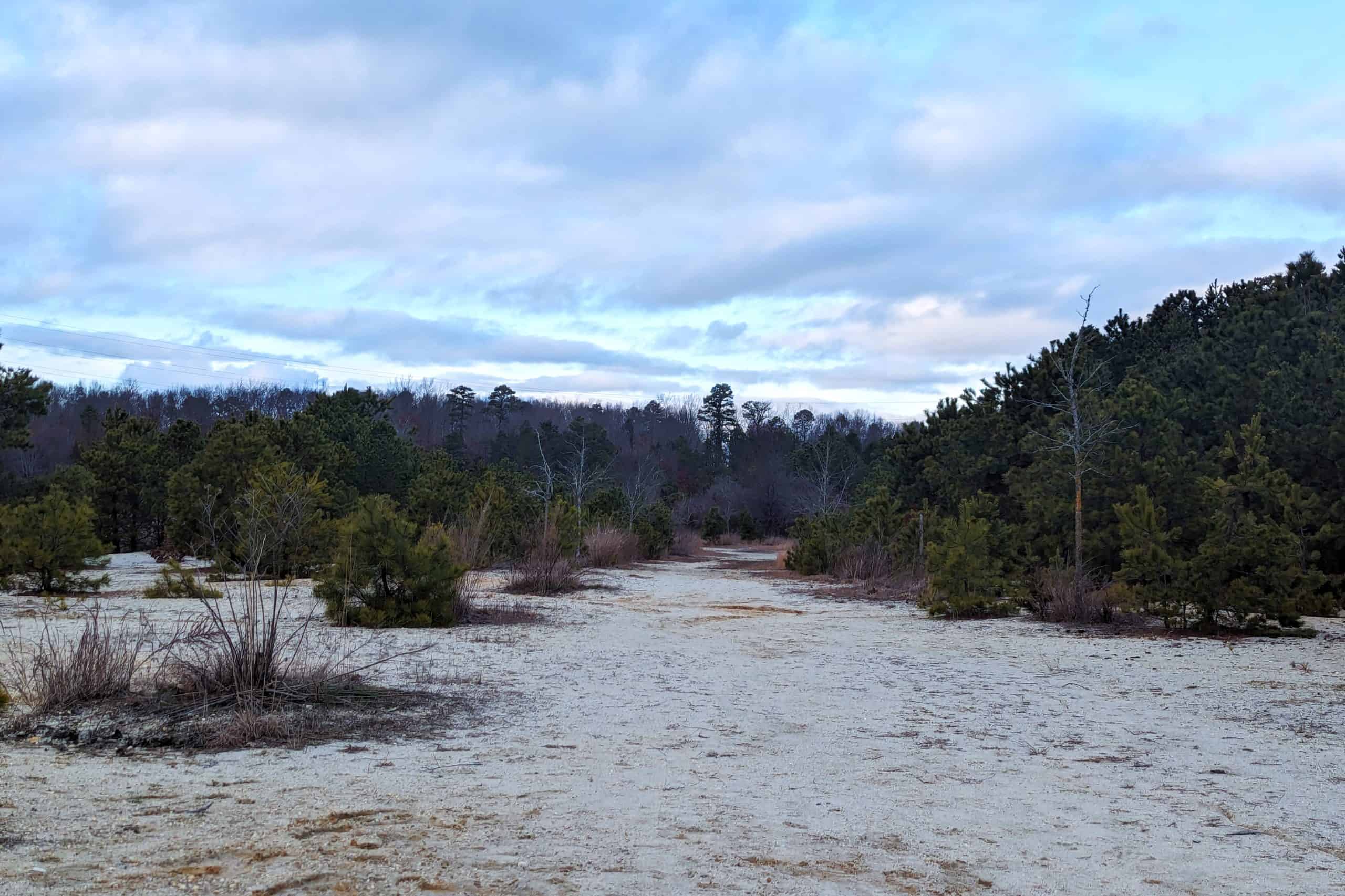 Sugar sand and scrubby pines of the Pine Barrens 