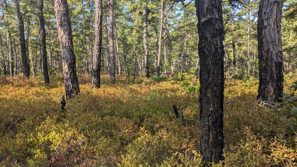 Woodland scene featuring thich undergrowth of highland blueberry bushes