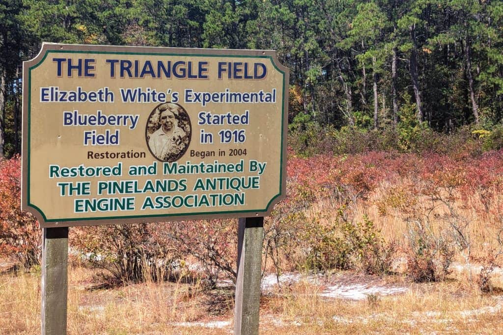 Signage alongside the experimental blueberry fiels at Whitesbog